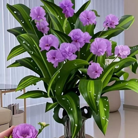 [Easter's Gift]Brazilian Wood Plant,Fortune Brazil Wood Potted Plant,Brazilian Wood Hydroponic Plant, Brazilian Lucky Wood,Mini BrazilWood for Desktop Decoration, with Plastic Tray