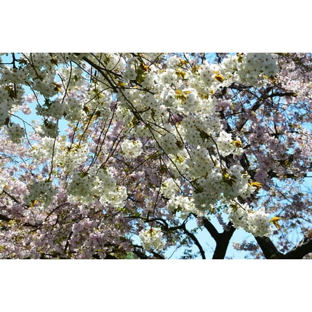 Laminated Poster White Sakura Anese Tree Cherry Pink Print Laminated Poster White Sakura Anese Tree Cherry Pink Print 24 X 36