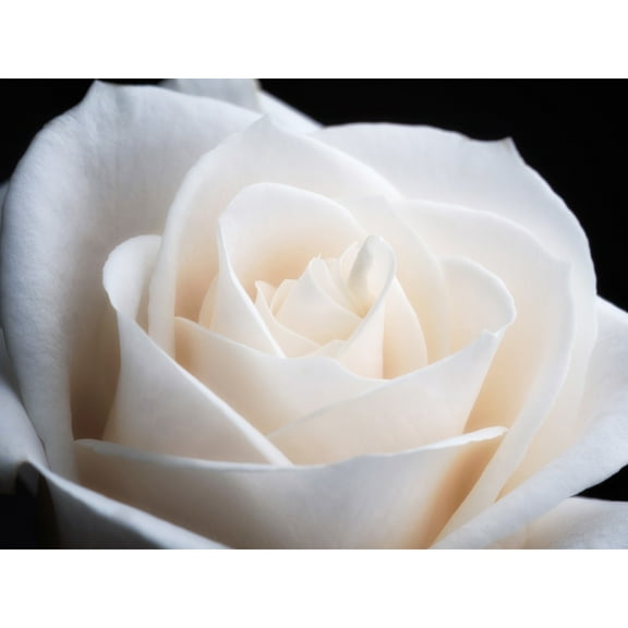 DeSousa White Rose Flower Photo Extra Large XL Wall Art Poster Print