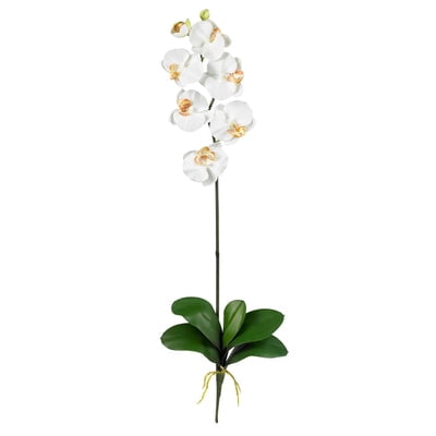Nearly Natural Phalaenopsis Stem (Set of 12) Majestic in stature  yet delicate in form  this beautiful Phalaenopsis Orchid personifies exactly why orchids are so sought after. The crisp green stalk bursts forth from a leafy base and stands straight as an arrow  while the delicate blooms lightly grace the plant’s upper echelons. Available in several colors  these beautiful orchids make a perfect gift. Height: 31.5 In. Depth: 3 In. Width: 8.5 In. Planter  vase or basket is included in the height.