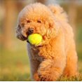 thumbnail image 2 of HMPEAIIY Practice Tennis Beach Pet Toy Sports Outdoor Fun Tennis Dog Chew Toy, 2 of 8