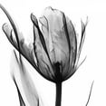 thumbnail image 2 of Koetsier, Albert 26x26 Gold Ornate Wood Framed with Double Matting Museum Art Print Titled - High Contrast Tulip, 2 of 4