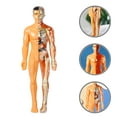 thumbnail image 3 of Anatomy Puzzle Kids Human Body Puzzle For Children Science Education 1 Set, 3 of 8