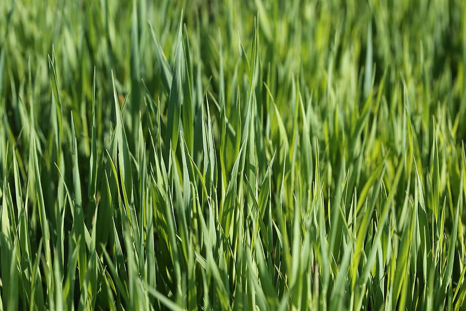 Hale Habitat & Seed Forage Oat Food Plot Seed, 5 lbs