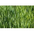thumbnail image 3 of Hale Habitat & Seed Forage Oat Food Plot Seed, 5 lbs, 3 of 4