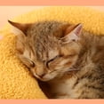 thumbnail image 2 of Oreiller de Protection pour le Cou pour Animaux de Compagnie, 2 of 9