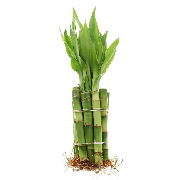 NW Wholesaler Live Indoor 4" Lucky Bamboo Plant Bundle of 10 Stalks