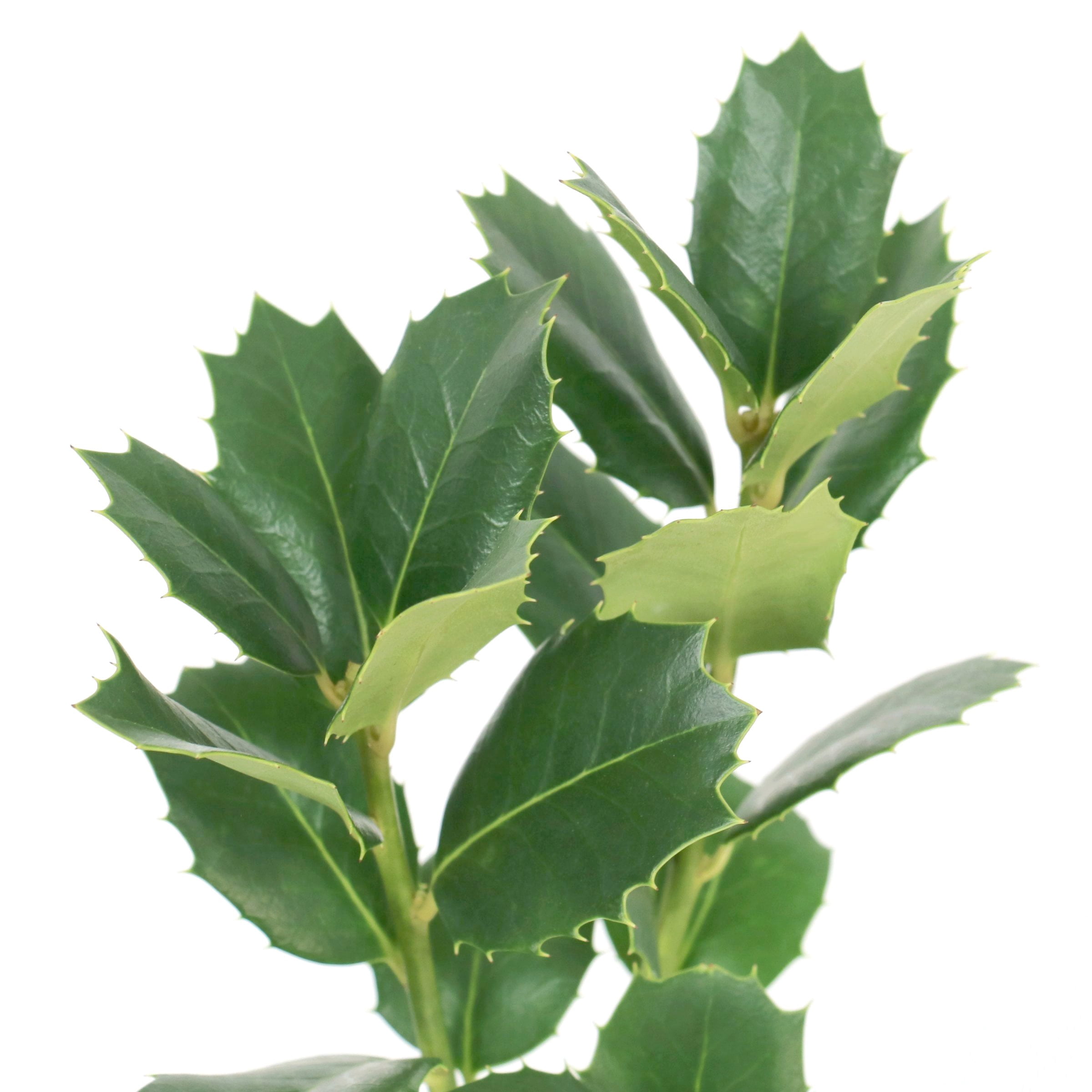 National Plant Network 3 gal.Ilex Savannah