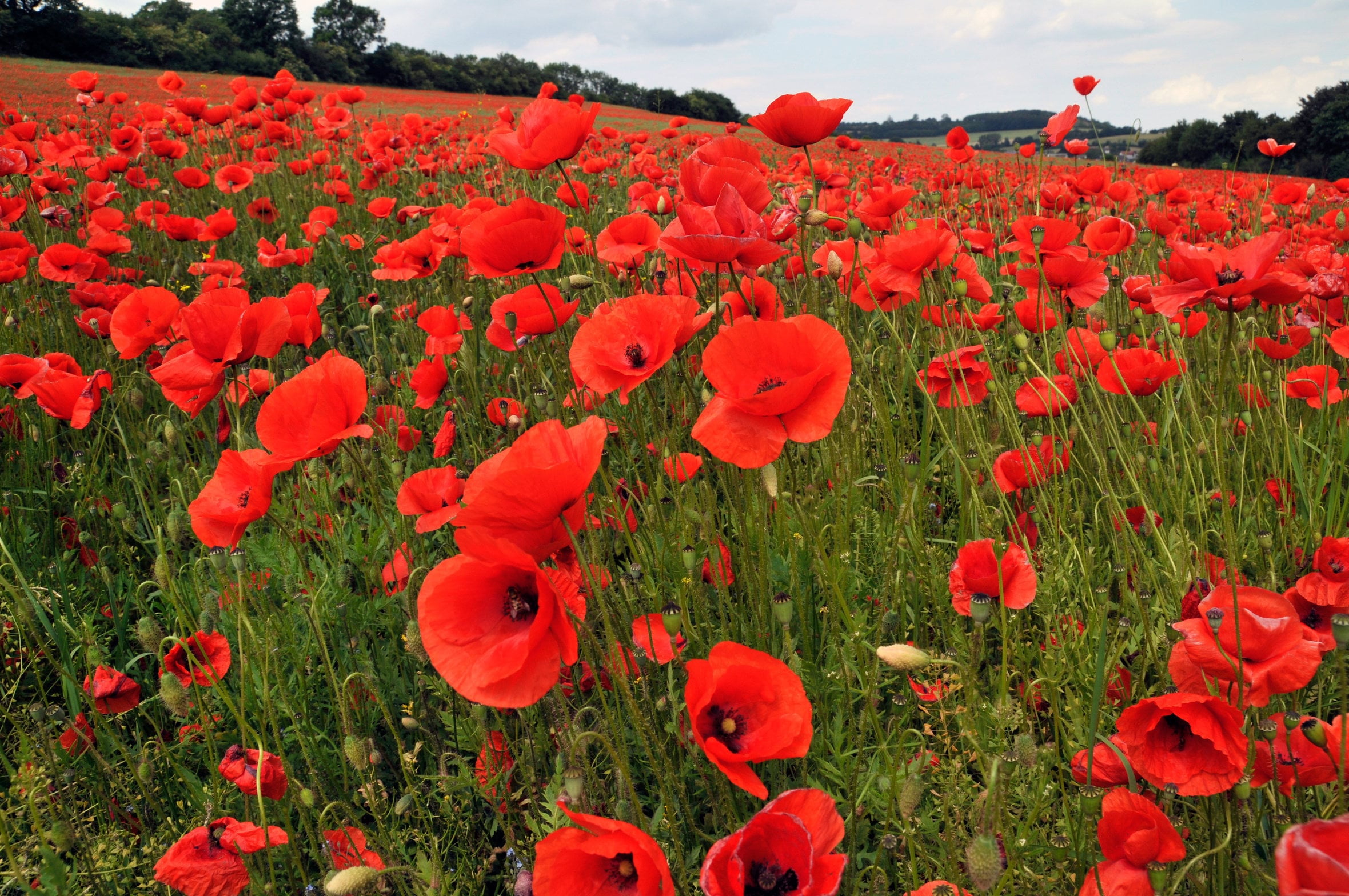 TomorrowSeeds American Legion Poppy Seeds 1000 Count Packet Red   A064657e E247 4e74 9b16 6369e7686a55.c21bfa0e0c4f75bae50748809f64d5da 