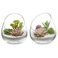 thumbnail image 6 of MyGift Clear Glass Succulent Plant Vases , Decorative Modern Storage Jars, Set of 2, 6 of 6