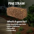 thumbnail image 4 of Garden Elements Long Leaf Pine Straw Bale for Mulch, Soil Amendment and Fall Decoration, 24.5" Bale, 4 of 5