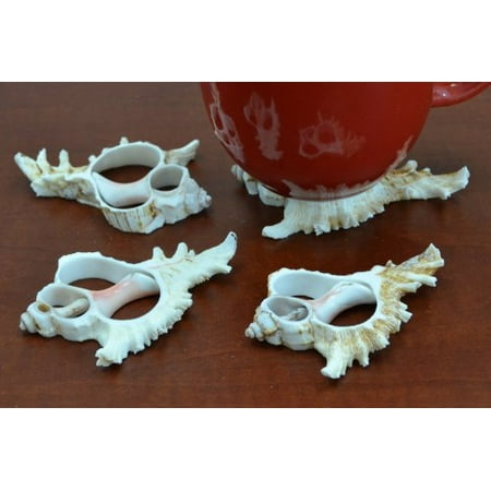 - 4 Pcs Mitra Ramosus Center Cut Shell Hot Plate Mat Coaster Beach Decor, Mitra shell coaster or hot mat. By MyGANN