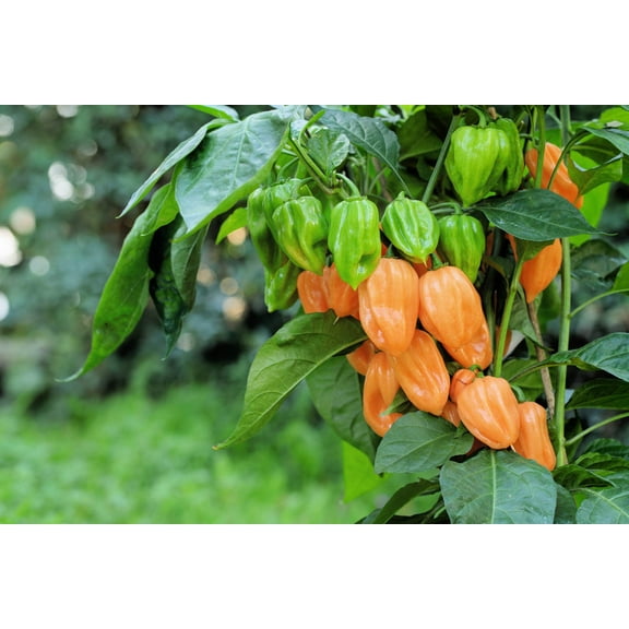 50 *Seeds Hot ORANGE HABANERO PEPPER Capsicum Chinense Vegetable Seeds