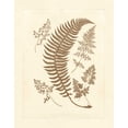 thumbnail image 2 of Vision Studio 20x24 Black Ornate Wood Framed with Double Matting Museum Art Print Titled - Sepia Ferns IV, 2 of 4