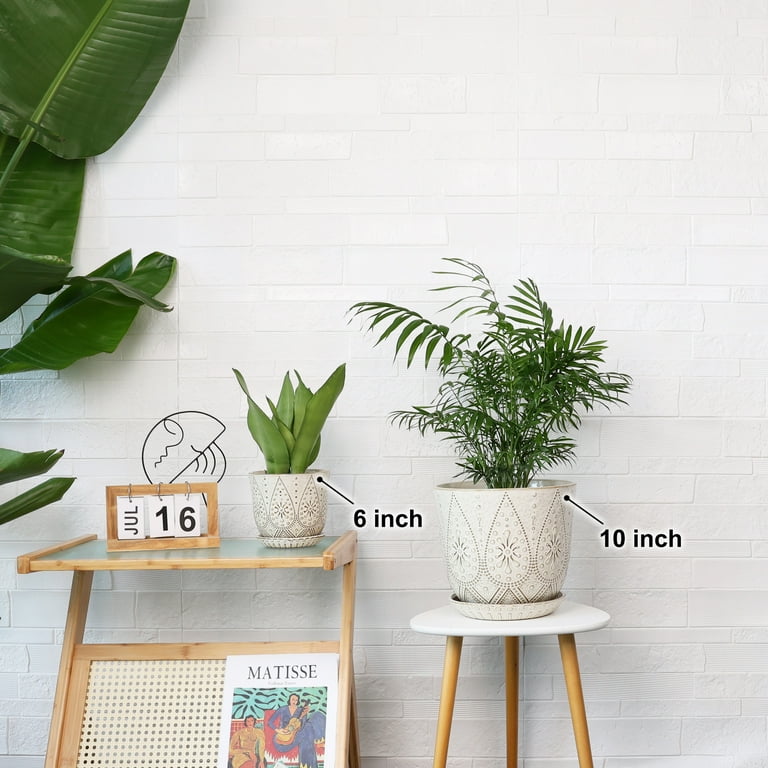 strelitzia indoor plant White Bird Of Paradise: Strelitzia - 10" Pot
