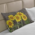 thumbnail image 2 of Sunflower Knitted Quilt Pillowcover, Helianthus Sunflowers Against Weathered Aged Fence Summer Garden Photo, Standard King Size Pillow Cover for Bedroom, 30" x 20", Brown Yellow Green, by Ambesonne, 2 of 2