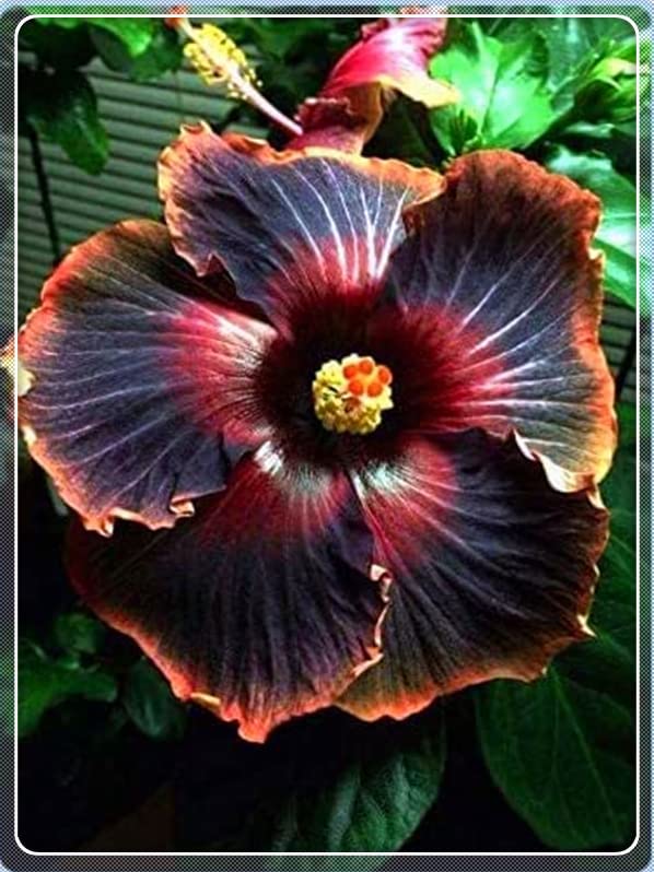 Hibiscus All Year Planted Perennial Hibiscus Can Ready To Grow Well In