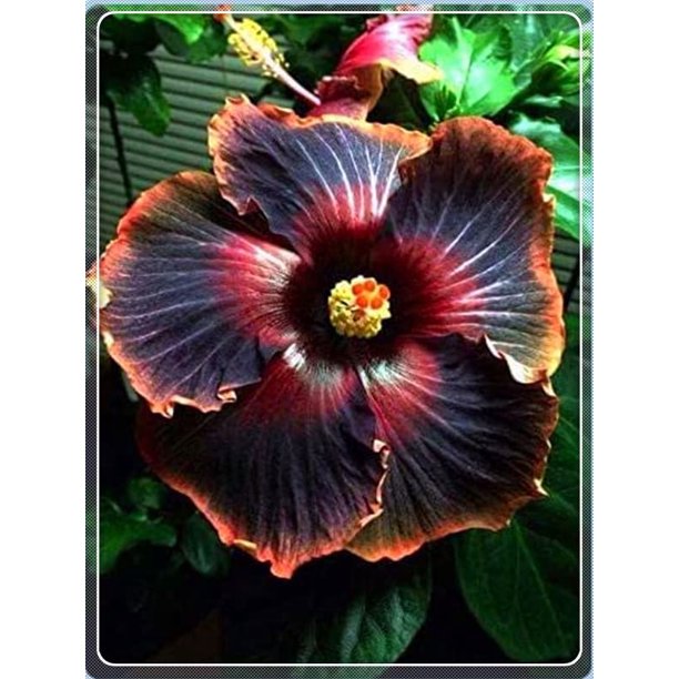 Hibiscus All Year Planted Perennial Hibiscus Can Ready To Grow Well In