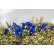 15 Blue STEMLESS GENTIAN Gentiana Acaulis Kochiana Flower Seeds