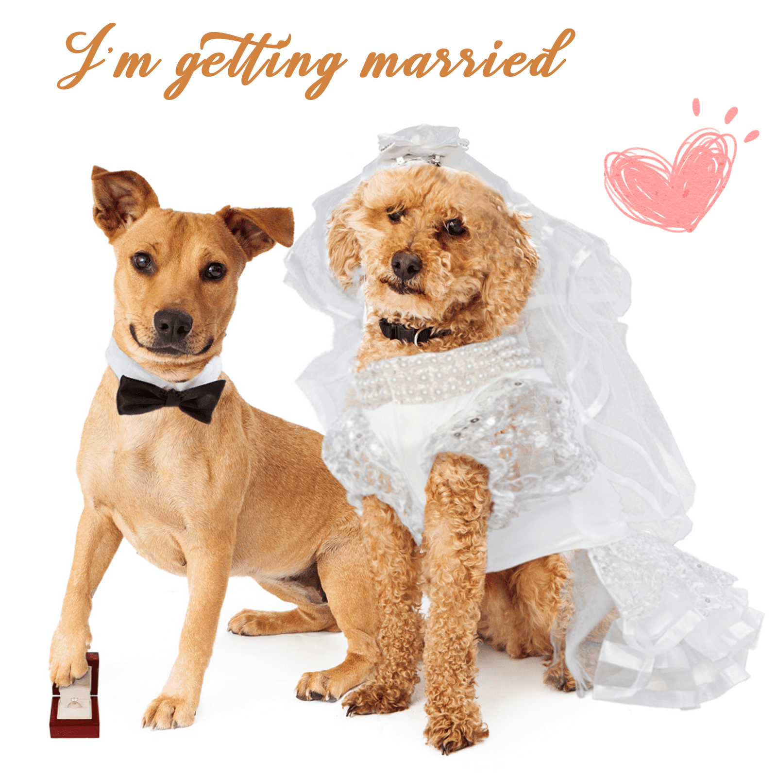 Dog Wedding Dress Set w/ Veil and Leash