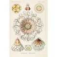 thumbnail image 3 of Ernst Haeckel 17x24 Black Modern Framed Museum Art Print Titled - Peromedusae (1904), 3 of 5