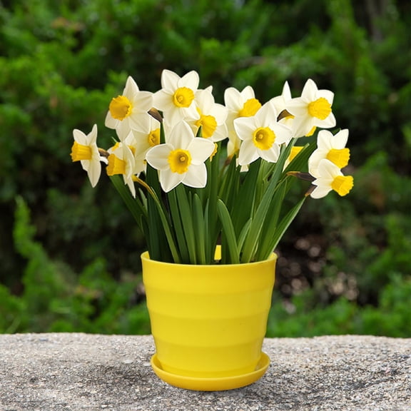 Flower Pots, Small Pots for Plants, Colorful Flower Pots Square Plastic Plant Pots Succulent Planter Nursery Pots with Saucers for Your Room,Garden Office and Balcony Decor