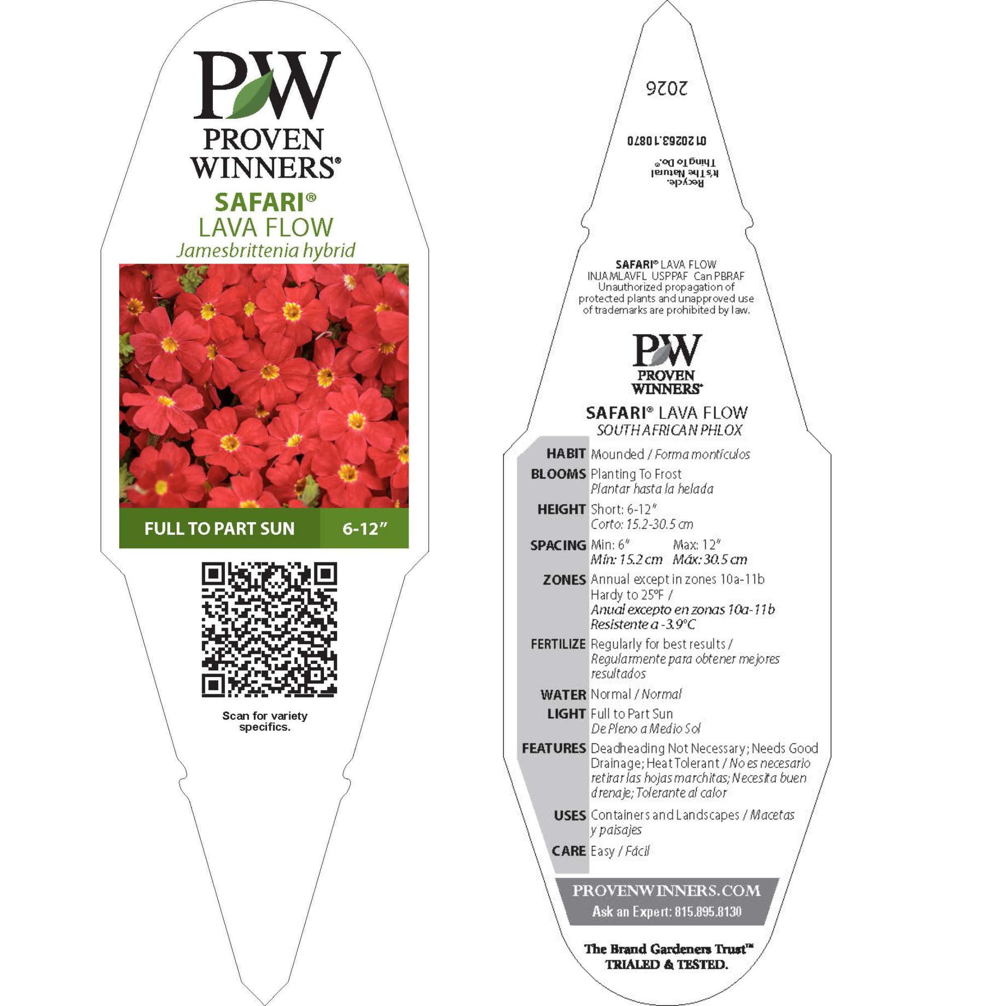 Proven Winners 4" Red Safari Lava Flow African Phlox Live Plant in 4.25" Pot (4 Count)