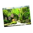 thumbnail image 4 of DOLITY 3D Aquarium Background (Tropical & Grass) Tank Picture Decoration - XXL, 4 of 9