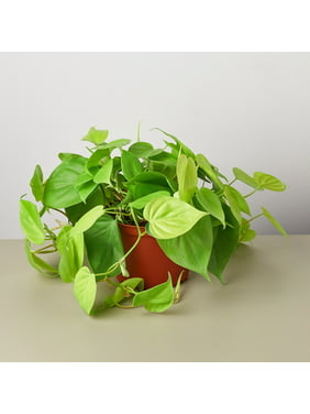 Philodendron 'Neon' - 6