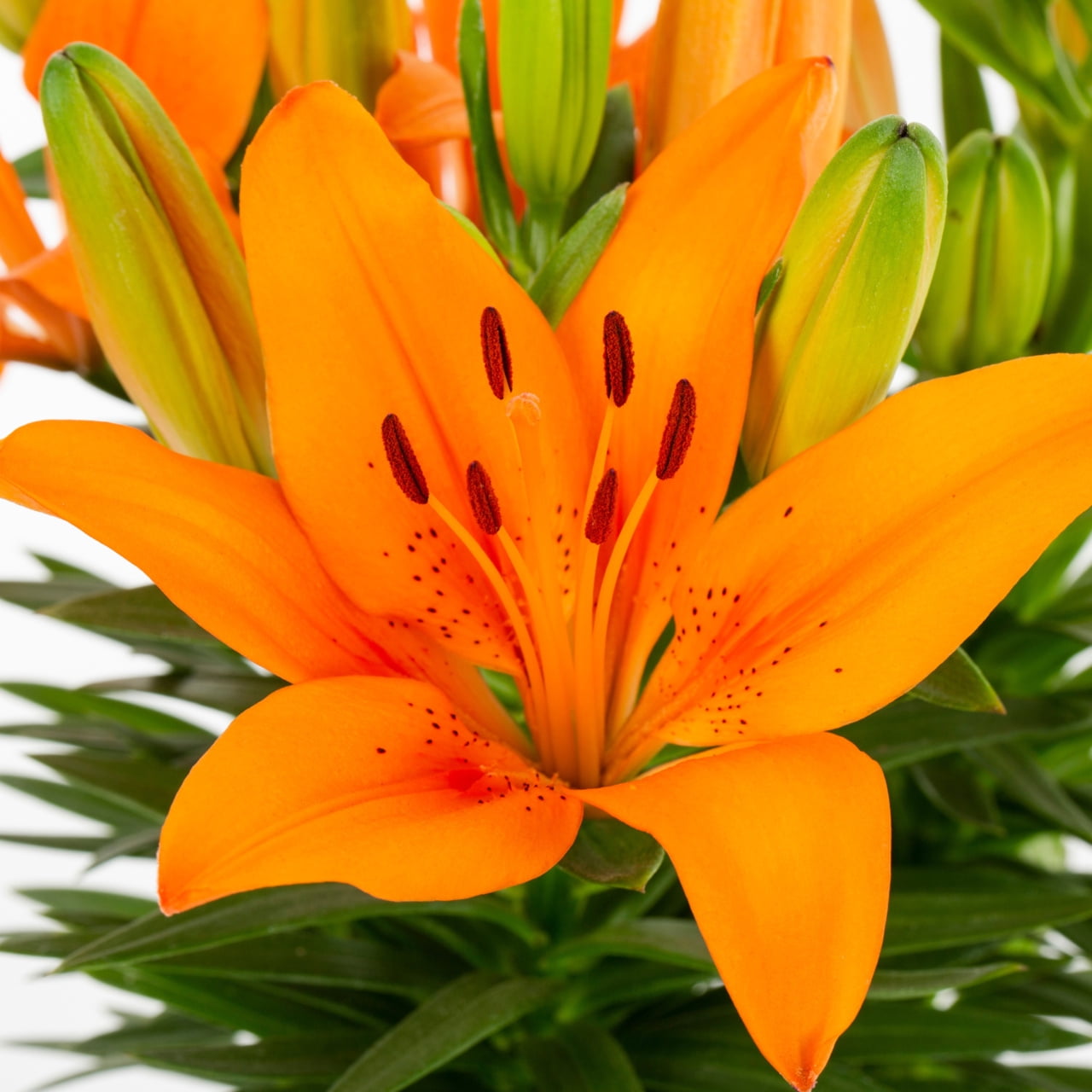 3-PK Expert Gardener 2QT Orange Asiatic Lilies Perennial Plant Sun