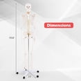 thumbnail image 3 of Costway 70.8" Life Size Human Skeleton Model Anatomical Skeleton with Nerves System, 3 of 10
