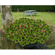 20 Oxalis Shamrock Bulbs for Planting, Deppei Iron Cross Shamrock Lucky Clover Wood Sorrel Love Bulbs Four Leaf Clover Bulbs