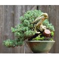 thumbnail image 3 of Blue Pacific Juniper - 4" pot- Juniperus - Outdoors or Bonsai, 3 of 4
