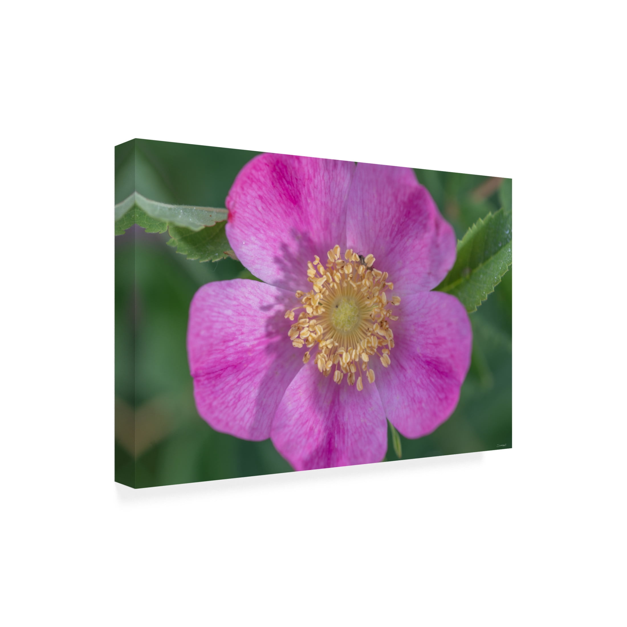 Canvas Wall Art - Gordon Semmens 'Textures 16' Wall Art for Living Room, Bedroom, or Office Décor by Trademark Fine Art - 47 x 30 Inches