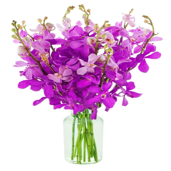 KaBloom : 20 Purple Dendrobium Orchids in a Vase, Next-Day Delivery, Gift for Every Occasion.