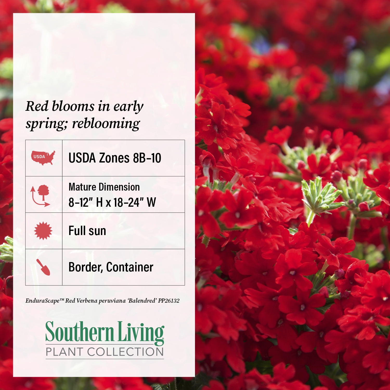 Southern Living Red Endurascape Verbena Live Shrub in 2.5-Quart Grower Pot