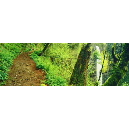 Waterfall and Hiking Trail, Latourell Falls, Columbia River Gorge, Oregon, USA Print Wall Art By Panoramic