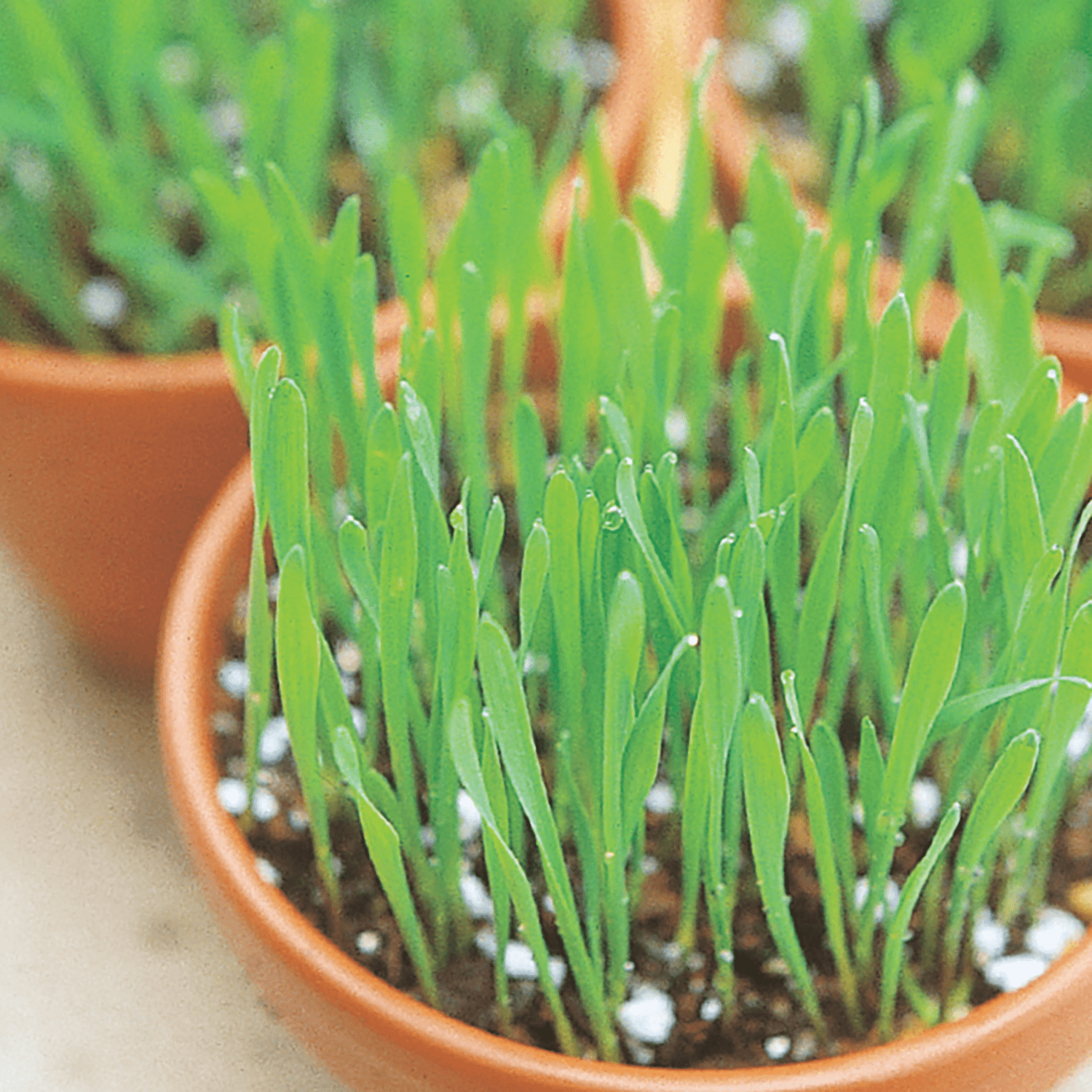 Ferry-Morse Cat Grass Annual Herb Seeds - Full Sun - 1G