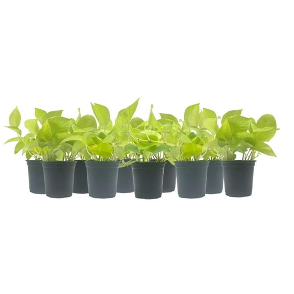 10-PK Live Neon Pothos, Epipremnum aureum 'Neon', Air Purifying Indoor Plant, Low Light Houseplant, Easy Care Plant, 4-inch Pot(s)