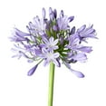 thumbnail image 5 of Perfect Plants 1 Gallon Blue Agapanthus Shrub, 5 of 8