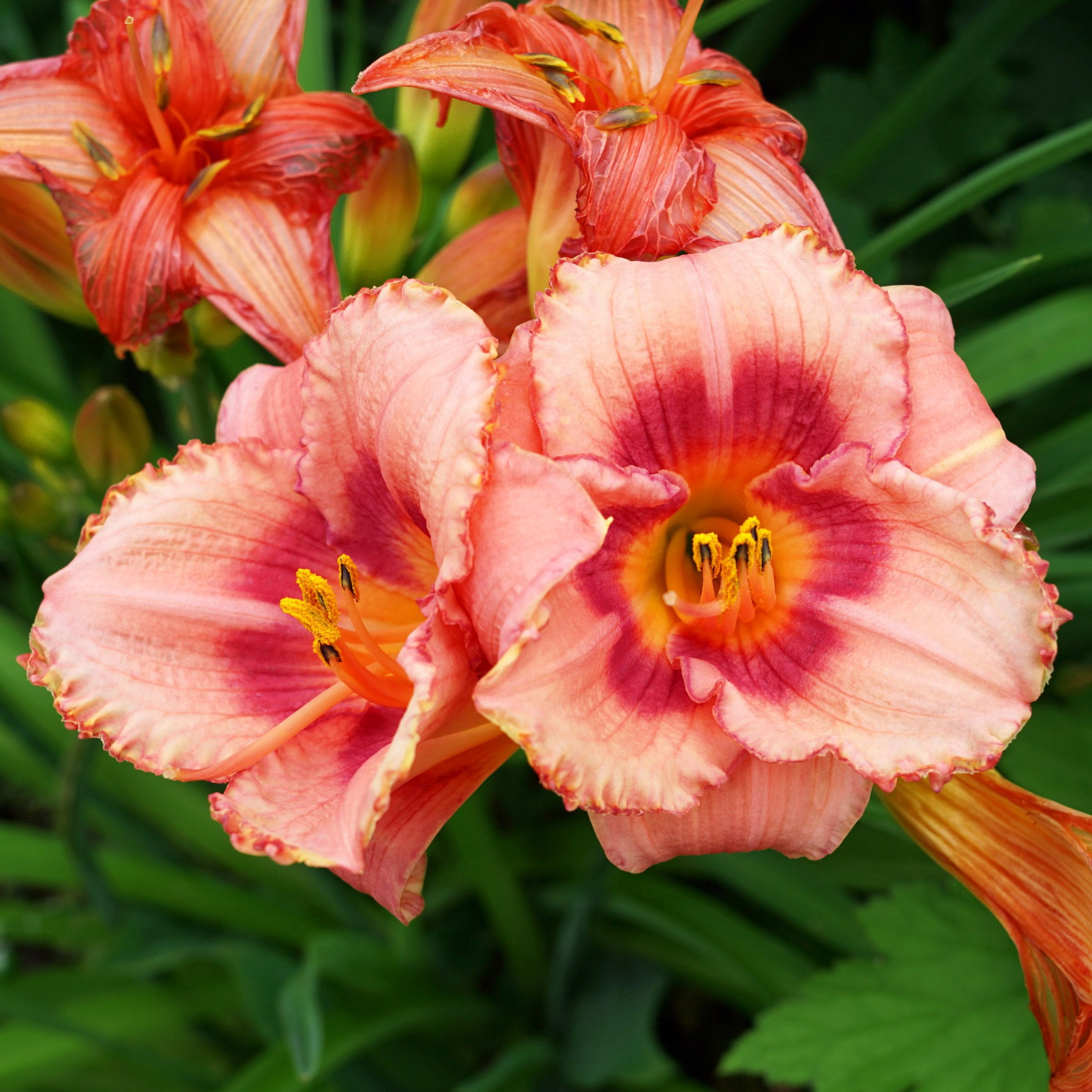 National Plant Network Bare Root Daylily Rosy Returns Perennial Plant (3-Pack)
