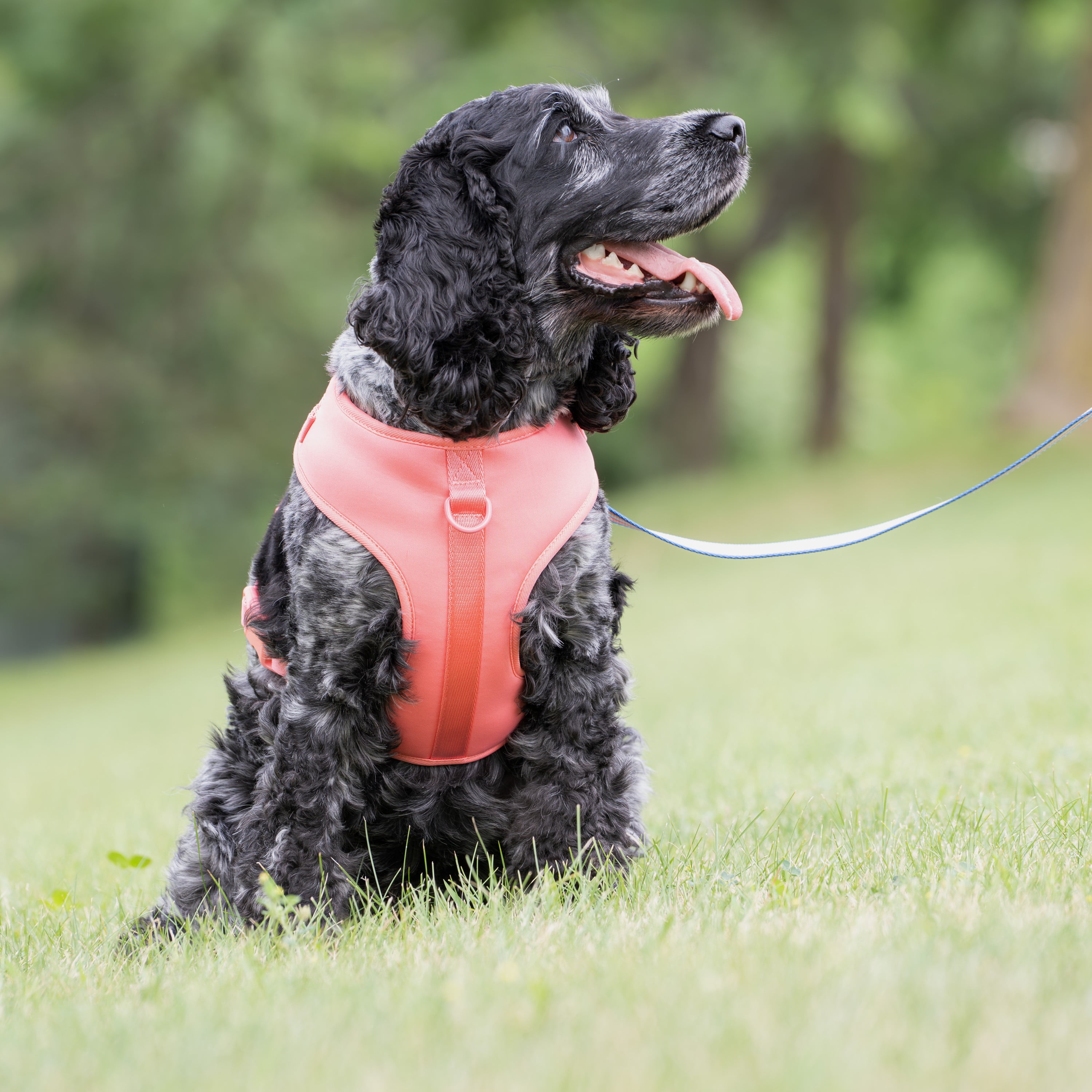Vibrant Life Polyester and Spandex Adjustable Dog Harness, Pink, Medium