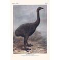 thumbnail image 1 of Megalapteryx Huttoni-Fine Art Canvas Print (20" x 30"), 1 of 1