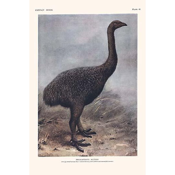 Megalapteryx Huttoni-Fine Art Canvas Print (20" x 30")