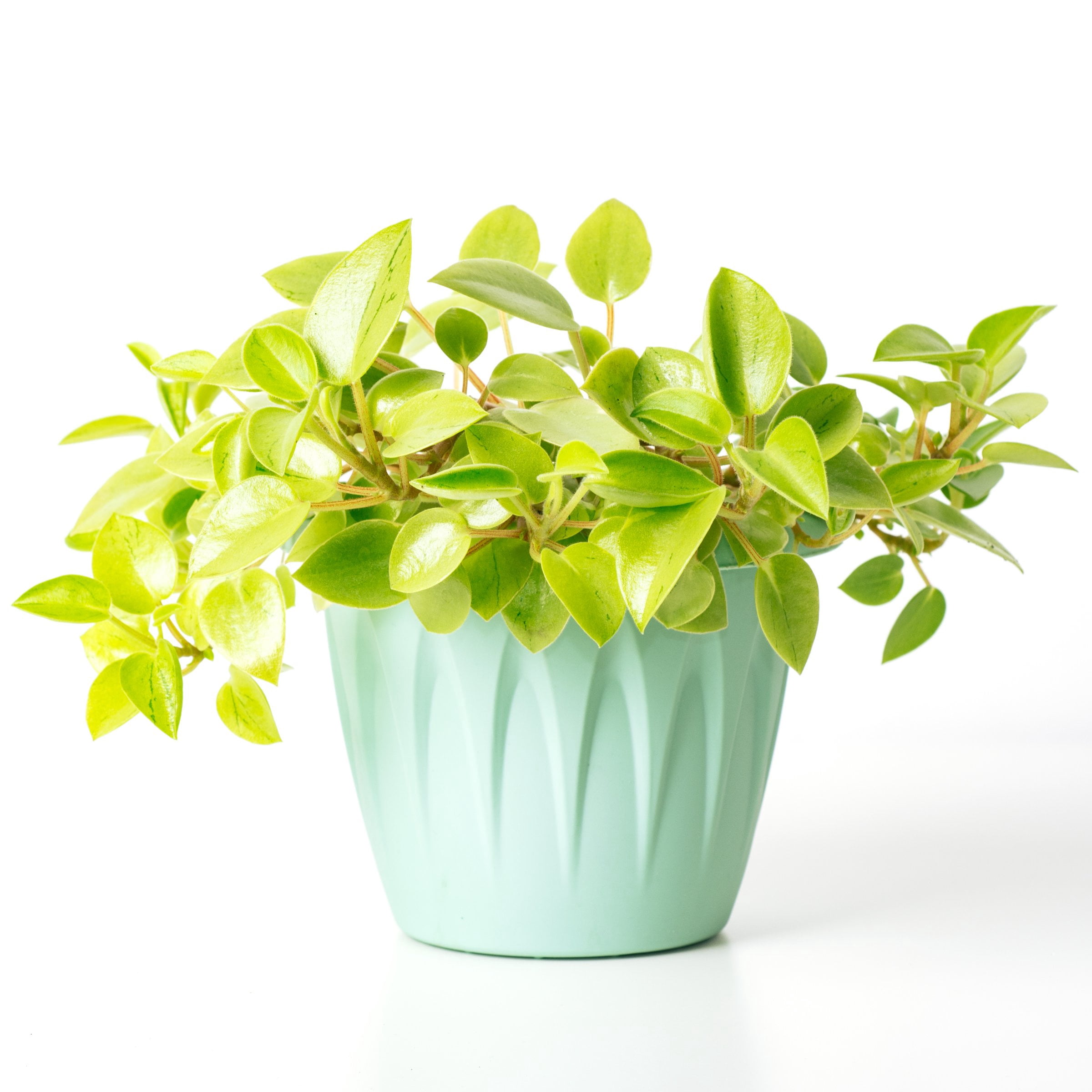 4 in. Peperomia Pixie Lime Plant in Grower Container (3-Pack)
