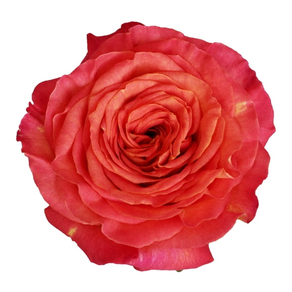 Bloomingmore Fresh Cut Flowers, 36 Count Sunset Garden Roses, Live Plants