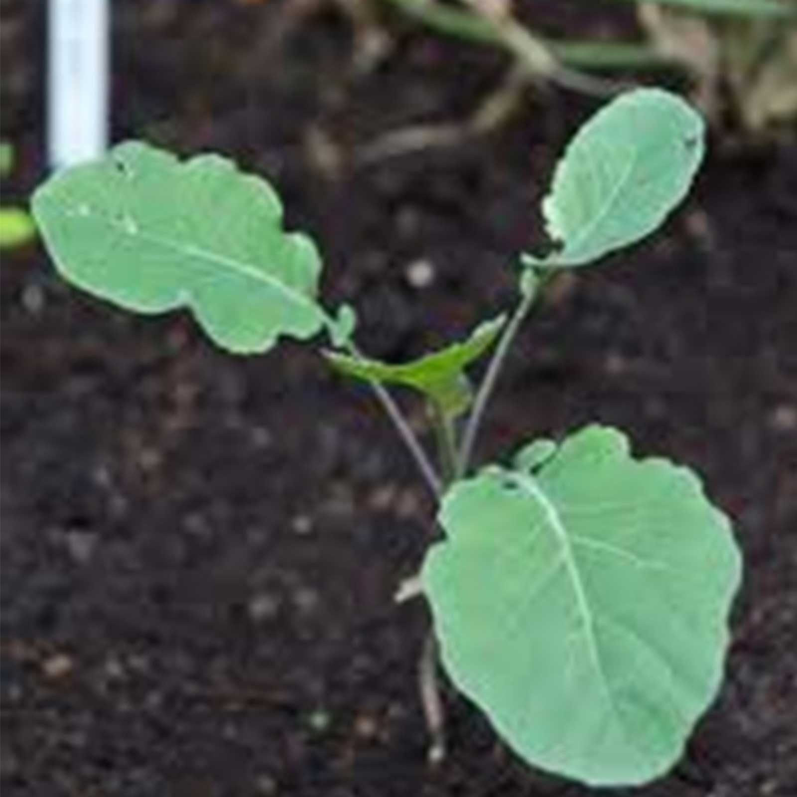 purple sprouting broccoli seedlings purple sprouting broccoli seedlings