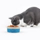 thumbnail image 2 of Cerámico perro plato gato cuenco creativo gato comida cuenco cachorro bebiendo alimentación, 2 of 5