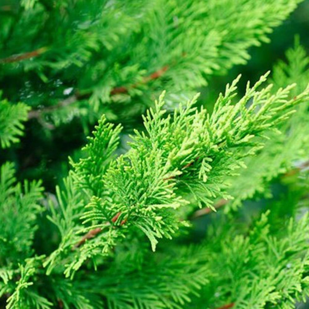 Expert Gardener 1-1.5 ft tall Leyland Cypress Live Shrub in 1-Gallon Grower Pot