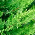thumbnail image 3 of Expert Gardener 1-1.5 ft tall Leyland Cypress Live Shrub in 1-Gallon Grower Pot, 3 of 6